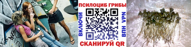 Псилоцибиновые грибы Cubensis  Сортавала 